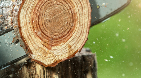 Close-up of concentric tree rings on a cut log, showing growth patterns and age, with rough bark texture visible, set against a blurred green foliage background.
