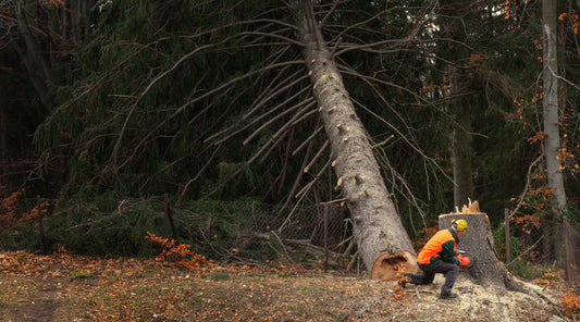 A worker in an orange safety vest sits on a massive fallen tree trunk with an intricate, exposed root system in a forest setting during autumn, surrounded by lush green foliage and scattered fall leaves.