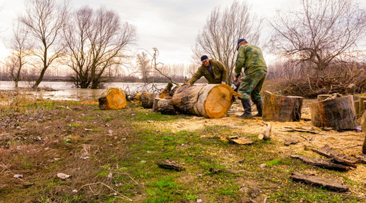 Professional loggers using high-performance Stihl chainsaws to cut through massive hardwood logs, showcasing the power and reliability of Stihl's logging and forestry equipment in demanding real-world applications.